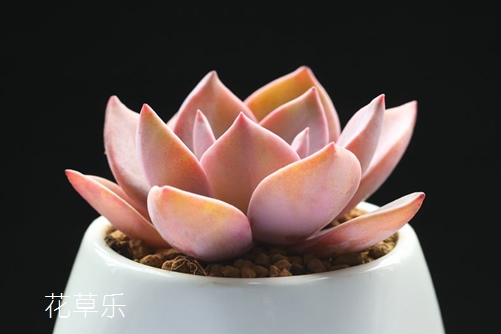 菊花柠檬茶中文字幕av大片网站，一杯清新的生活哲学